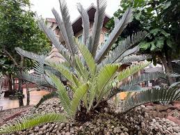 Image result for Encephalartos ngoyanus