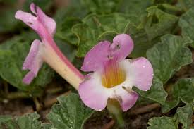 Image result for Harpagophytum zeyheri