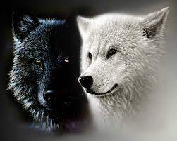 Check spelling or type a new query. 14 White Black Wolves Ideas White Wolf Wolf Black Wolf