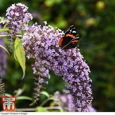 Your yard may be sunny and flowers may be blooming, but just as people have specific likes and dislikes, so do butterflies. Buddleja Davidii Wisteria Lane Plants Thompson Morgan