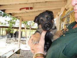 Our Healthy Well Bred German Shepherd Puppy Is Never Aggressive Naturally Watchful And Will German Shepherd Breeders German Shepherd Puppies German Shepherd