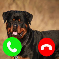 Registration fees · check list for registration · import of dogs to sri lanka · export of dogs from sri lanka. Amazon Com Rottweiler Fake Call Prank Funny Pet Calling Prank Gag Fake Prank Call From Rottweilers Dogs Rottie Fake Call Simulator Apps Games