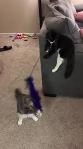Now If I Can Just Get Them To Feed Each Other Video Funny Cute Cats Funny Cats Cute Funny Animals