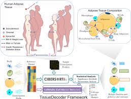 Besides adipocytes, adipose tissue contains connective tissue matrix, nerve tissue, stromovascular cells, and immune cells. Adipose Tissue In Health And Disease Through The Lens Of Its Building Blocks Scientific Reports