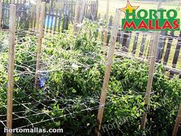 Garden trellis netting is a professional corporation of providing various trellis systems including cattle panel trellis, plastic trellis, nylon trellis, string trellis and chicken wire trellis. Install Nylon Trellis Netting For A Transformed And Productive Garden
