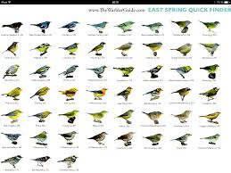Spring Warblers East Birds Bird Identification