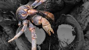 Coconut Crab Catch Clean Cook Rota Cnmi Youtube Low budget crab monsters spell big fun. coconut crab catch clean cook rota cnmi