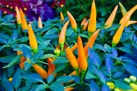 The tree forms red berries. Pepper Plant Care Tips To Keep Them Happy Healthy