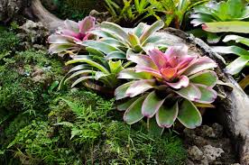 We did not find results for: Bromeliads