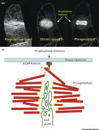 Maybe you would like to learn more about one of these? The Evolution Of Cell Division From Streptophyte Algae To Land Plants Trends In Plant Science