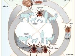 Image result for Rickettsiae