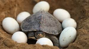 Boy Finding Big Tortoise And Lot S Of Eggs Big Turtle Big Turtle Turtle Tortoise