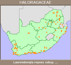 Image result for Laurembergia repens