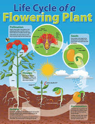 Life Cycle Of A Plant Educational Chart