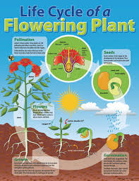 life cycle of a plant educational chart