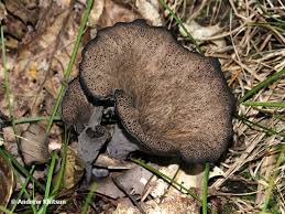 Image result for Craterellus fallax