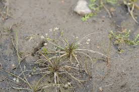 Image result for Subularia