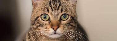 Do Cats Fart Feline Flatulence Food Issues Hill S Pet