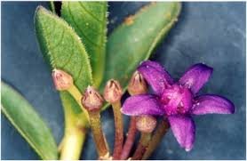 Image result for Raphionacme monteiroae