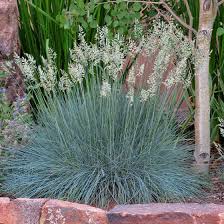 Get it as soon as thu, jun 3. Siskiyou Blue Idaho Fescue Grass Festuca Siskiyou Blue High Country Gardens