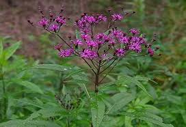 Image result for Vernonia natalensis