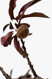We did not find results for: Bonfire Patio Peach Tree For Sale Online The Tree Center
