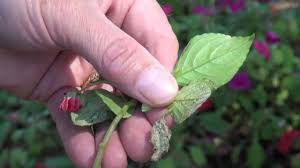 According to justin hancock, a monrovia. New Guinea Impatiens How To Plant Care For And Grow