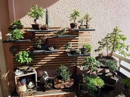 Resultado de imagen para CUIDADO DE BONSAI
