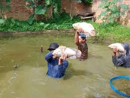 Pakan terbaik untuk ikan nila. Cara Budidaya Ikan Gurame Terbukti Panen Lebih Cepat Lebih Untung