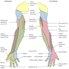 Upper arm muscle pain is characterized by mild to severe pain in the muscles between the shoulder and the elbow. Nerve Supply Of The Human Arm Wikipedia