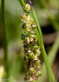 Image result for Triglochin striata