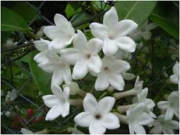 Florist manila offers fresh flowers delivery to manila and all over in the philippine. What Is The National Flower Of Philippines Whatsanswer
