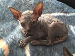 Should the sphynx cat breed be eliminated on the grounds of ethics? Peterbald Kittens Persian Kittens For Sale Sphynx Kittens For Sale Donskoy Kittens For Sale Peterbald Kittens