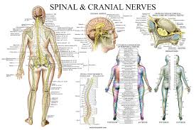 spinal nerves anatomical chart spine and cranial nervous