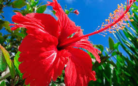 Setiap jenis benda tersebut mempunyai sifat atau ciri yang membedakan dari jenis benda lain. Teh Hibiscus Dari Sudanese Rose Dengan Bunga Raya Seperti Carcade