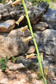 Image result for Dipcadi brevifolium