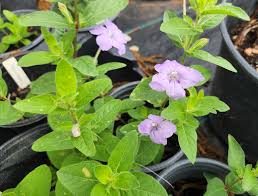 Image result for Vandellia humilis