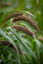 Image result for Setaria italica