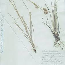 Image result for Asterochaete angustissima