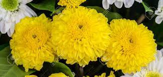 Maybe you would like to learn more about one of these? Yellow Aster Flowers In The Garden As Background Marigold Stock Photo Picture And Royalty Free Image Image 34381620