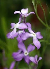 Stock A Profile Of An Annual Flower Howstuffworks