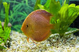 Penang Discus In Planted Aquarium Discus Aquarium Freshwater Aquarium Discus Fish