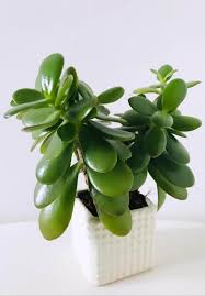 To grow a tall and large money tree plant indoors, you will want to repot it as soon as the roots have filled the existing pot. Money Plant Jade Plant Crassula Ovata Guide Our House Plants