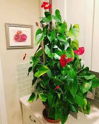 Succulents and cacti are fun to grow indoors and outdoors. Anthurium Clarinervium 1 Secret To Growing Them