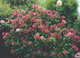 Start your seeds in mid to late summer for cool weather crops in fall and winter. 2019 Cut Flowers Of The Year Announced Greenhouse Canada