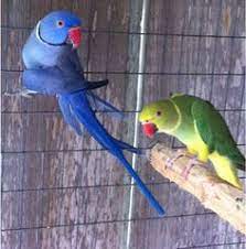 With adequate attention, handling, and love, an indian ringneck parakeet can quickly become a beloved companion and family member. 23 Ringnecks Ideas Parrot Parakeet Pet Birds