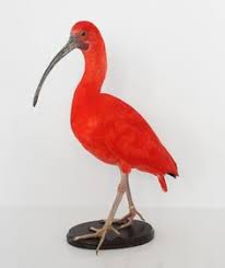 Er is ruimte voor 2 belangstellenden per tijdsslot dus wacht niet te lang met aanmelden, dit kan via de projectwebsite. 27 Ideeen Over Opgezette Dieren Dieren Vogels Taxidermie