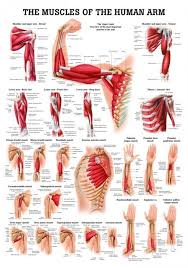 Muscles Of The Arm Laminated Anatomy Chart Human Muscle Anatomy Muscle Anatomy Human Body Anatomy
