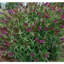 Buddleja Davidii Royal Red Vlinderstruik Vlinderstruik Planten Struiken