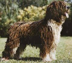 Ficha do cão d'água espanhol. Cao D Agua Espanhol Caracteristicas E Carater Racas De Caes